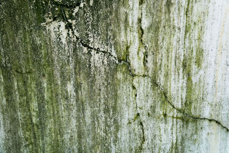 Außenwand aus Beton mit Feuchtestreifen und grünem Bewuchs